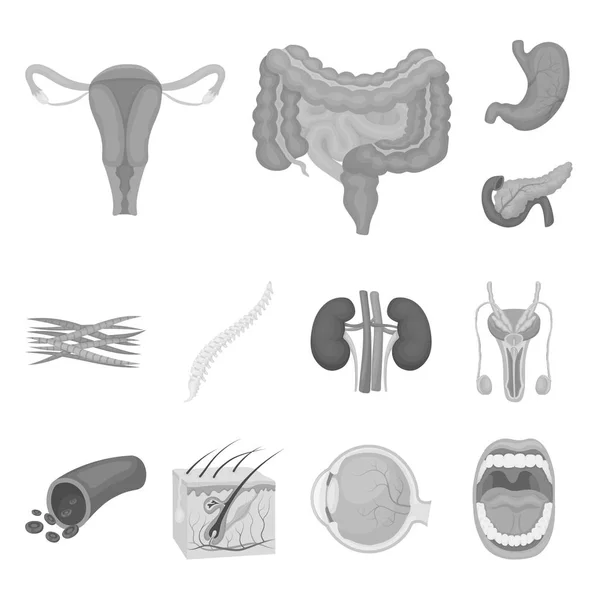 Vnitřní orgány člověka černobílých ikon v kolekce sady pro design. Anatomie a medicína symbol akcií webové vektorové ilustrace. — Stockový vektor