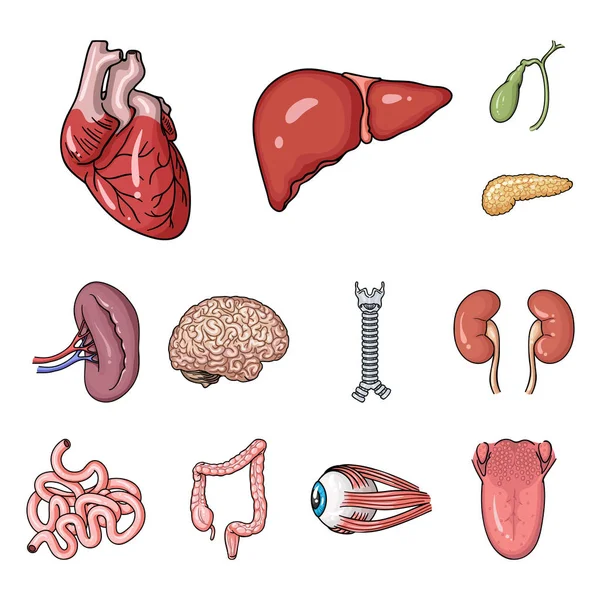 Ícones de desenhos animados de órgãos humanos na coleção de conjuntos para design. Anatomia e órgãos internos símbolo vetorial web ilustração . — Vetor de Stock