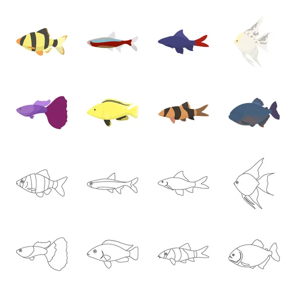 Botia, palhaço, piranha, ciclídeo, beija-flor, guppy, conjunto de peixes ícones de coleção em desenhos animados, esboço estilo vetor símbolo ilustração web . — Vetor de Stock