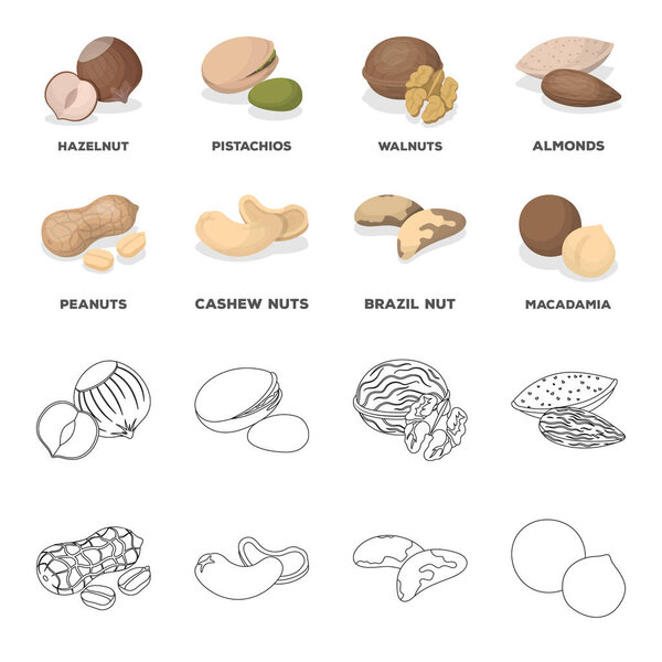 Peanuts, cashews, brazil nuts, macadamia.Different kinds of nuts set collection icons in cartoon,outline style vector symbol stock illustration web.