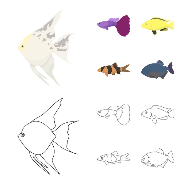 Peces Guppyストックベクター ロイヤリティフリーpeces Guppyイラスト ページ 5 Depositphotos