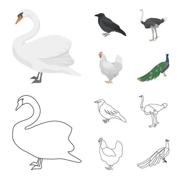 Ворона, страус, курица, павлин. Птицы устанавливают иконки коллекции в мультфильме, набросок векторных символов стиля иконок паутины . — стоковый вектор