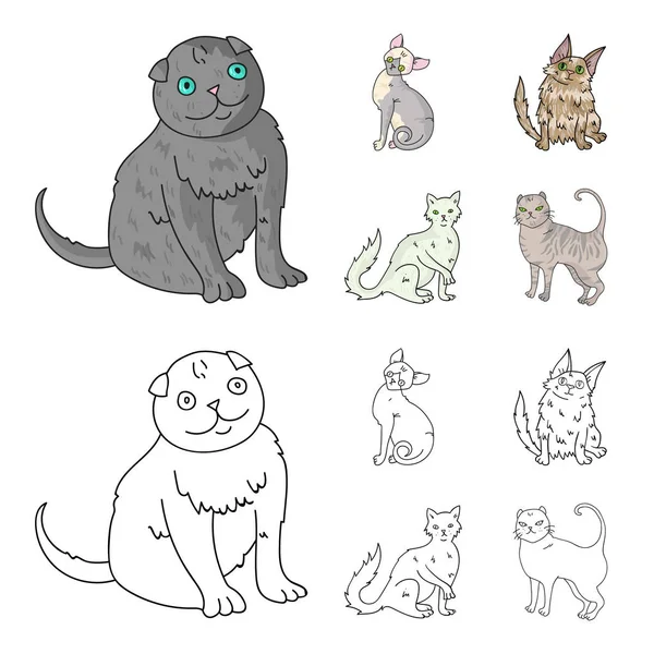 Angora turque, poils longs britanniques et autres espèces. Chat races ensemble collection icônes en dessin animé, contour style vectoriel symbole illustration web . — Image vectorielle