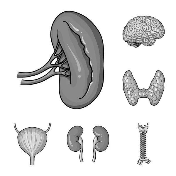 Órganos humanos iconos monocromáticos en colección de conjuntos para el diseño. Anatomía y órganos internos vector símbolo stock web ilustración . — Vector de stock