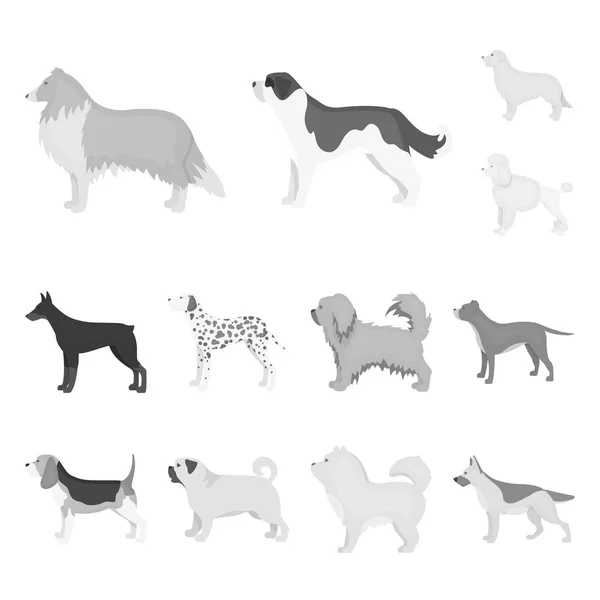 Raças de cães ícones monocromáticos na coleção de conjuntos para design.Dog animal de estimação símbolo vetorial ilustração web stock . — Vetor de Stock