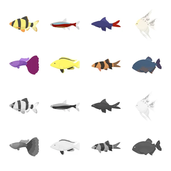 Botia, clown, piranha, buntbarsch, kolibri, guppy, fischset sammlung symbole in cartoon, monochrom stil vektorsymbol stock illustration web. — Stockvektor