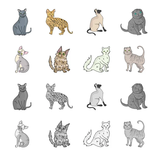 Angora turque, poils longs britanniques et autres espèces. Chat races set collection icônes en dessin animé, monochrome style vectoriel symbole illustration web . — Image vectorielle