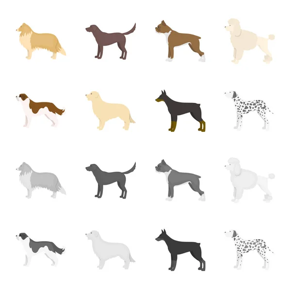 St. Bernard, retriever, doberman, labrador. Raças de cães definir ícones de coleção em desenhos animados, estilo monocromático vetor símbolo estoque ilustração web . — Vetor de Stock