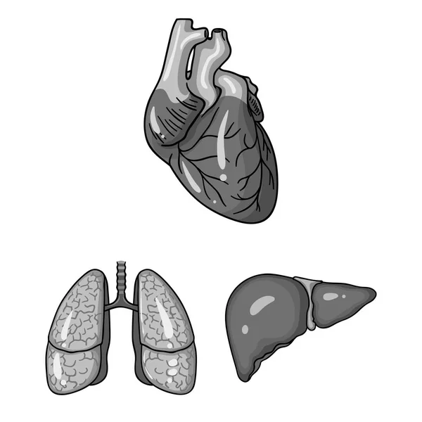 Organi umani icone monocromatiche nella collezione set per il design. Anatomia e organi interni simbolo vettoriale stock web illustrazione . — Vettoriale Stock