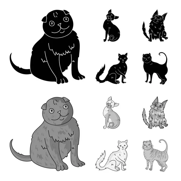 ターキッシュ アンゴラ、長髪のイギリスおよび他の種。猫の品種は黒、モノクロ スタイルのベクトル シンボル ストック イラスト web でコレクションのアイコンを設定します。. — ストックベクタ