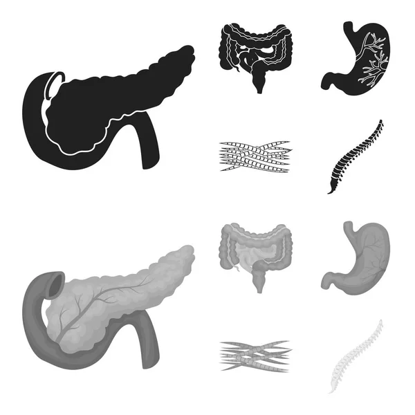 창 자, 위, 근육, 척추입니다. 장기 검정, monochrom 스타일 벡터 기호 재고 일러스트 웹 컬렉션 아이콘 설정. — 스톡 벡터