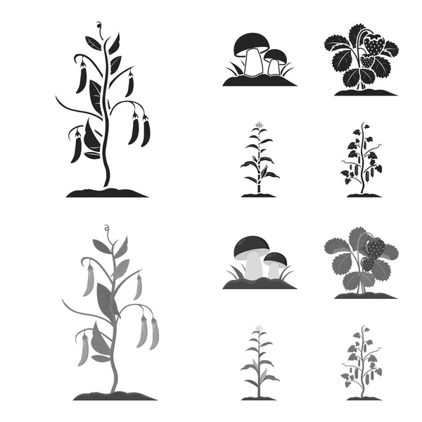 Setas, fresas, maíz, pepino. Iconos de colección conjunto de plantas en negro, monocromo estilo vector símbolo stock illustration web . — Vector de stock