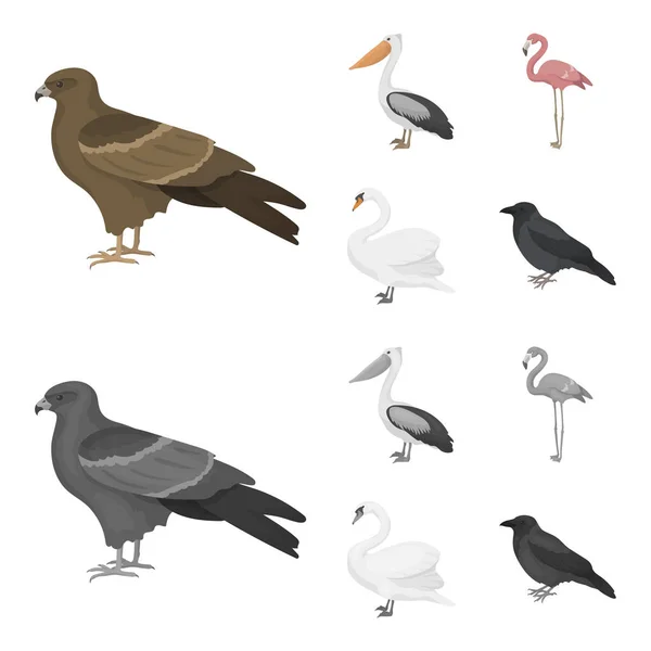 Pipa, pelicano, flamingo, cisne. Pássaros conjunto coleção ícones em desenhos animados, estilo monocromático símbolo vetorial estoque ilustração web . — Vetor de Stock