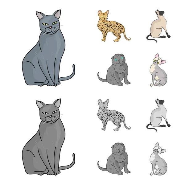 シャムや他の種。猫の品種は、モノクロ スタイル ベクトル シンボル ストック イラスト web 漫画でコレクション アイコンを設定します。. — ストックベクタ