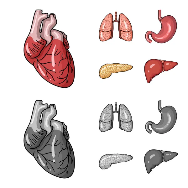 Coração, pulmões, estômago, pâncreas. Órgãos humanos conjunto coleção ícones em desenhos animados, estilo monocromático símbolo vetorial estoque ilustração web . — Vetor de Stock