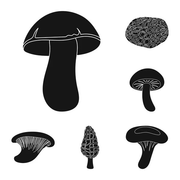 Icônes noires de champignons toxiques et comestibles dans la collection de set pour le design. Différents types de champignons vecteur symbole stock illustration web . — Image vectorielle