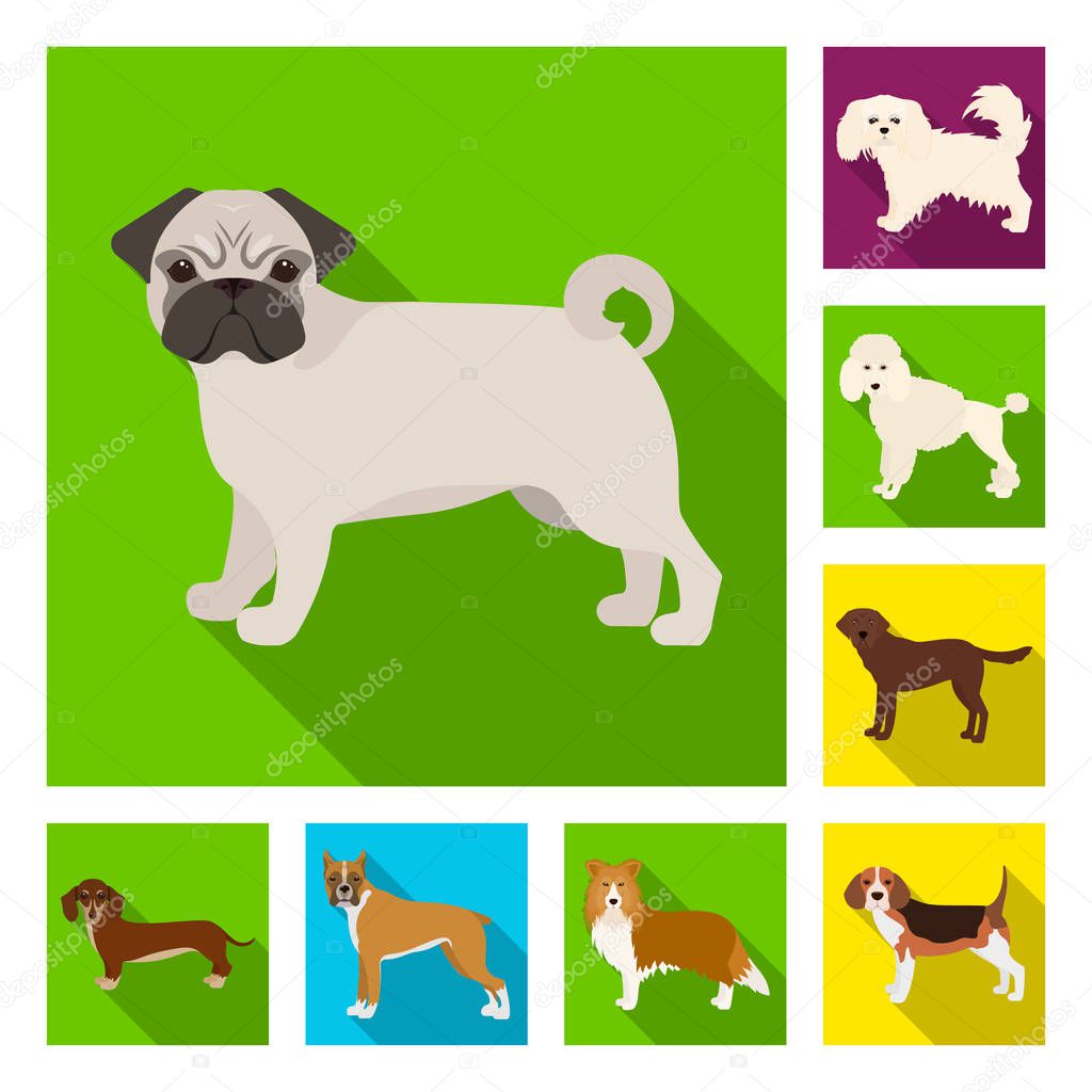 Dog breeds flat icons in set collection for design.Dog pet vector symbol stock  illustration.