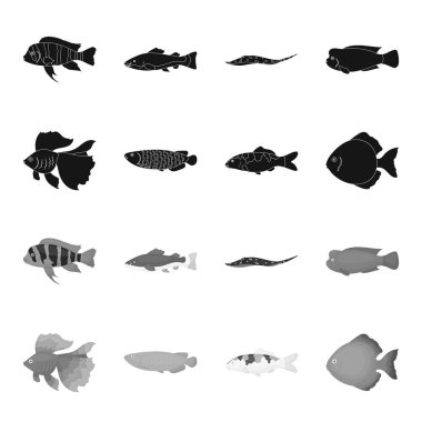 Discus, altın, sazan, koi, scleropages, fotmosus. Balık toplama simgeler siyah, tek renkli stil vektör simge stok çizim web içinde ayarla..