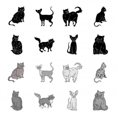 Sfenks, nibelung, Norveçli orman kedi ve diğer türler. Kedi doğurmak toplama simgeler siyah, tek renkli stil vektör simge stok çizim web içinde ayarla..