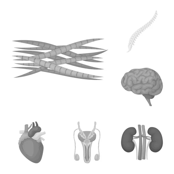 Inwendige organen van een menselijke zwart-wit pictogrammen in set collectie voor design. Anatomie en geneeskunde symbool voorraad web vectorillustratie. — Stockvector