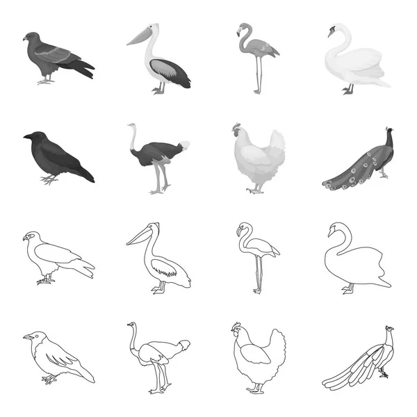 Cuervo, avestruz, pollo, pavo real. Birds set collection icons in outline, monochrome style vector symbol stock illustration web . — Archivo Imágenes Vectoriales