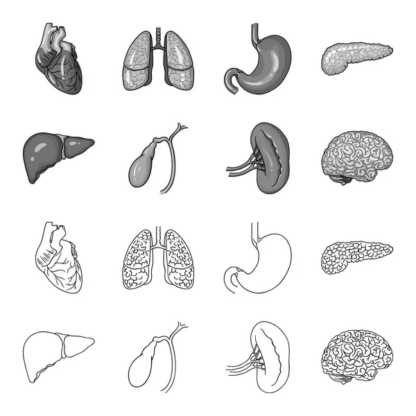 Levern, gallblåsan, njurar, hjärna. Mänskliga organ som samling ikoner i disposition, svartvit stil vektor symbol stock illustration web. — Stock vektor