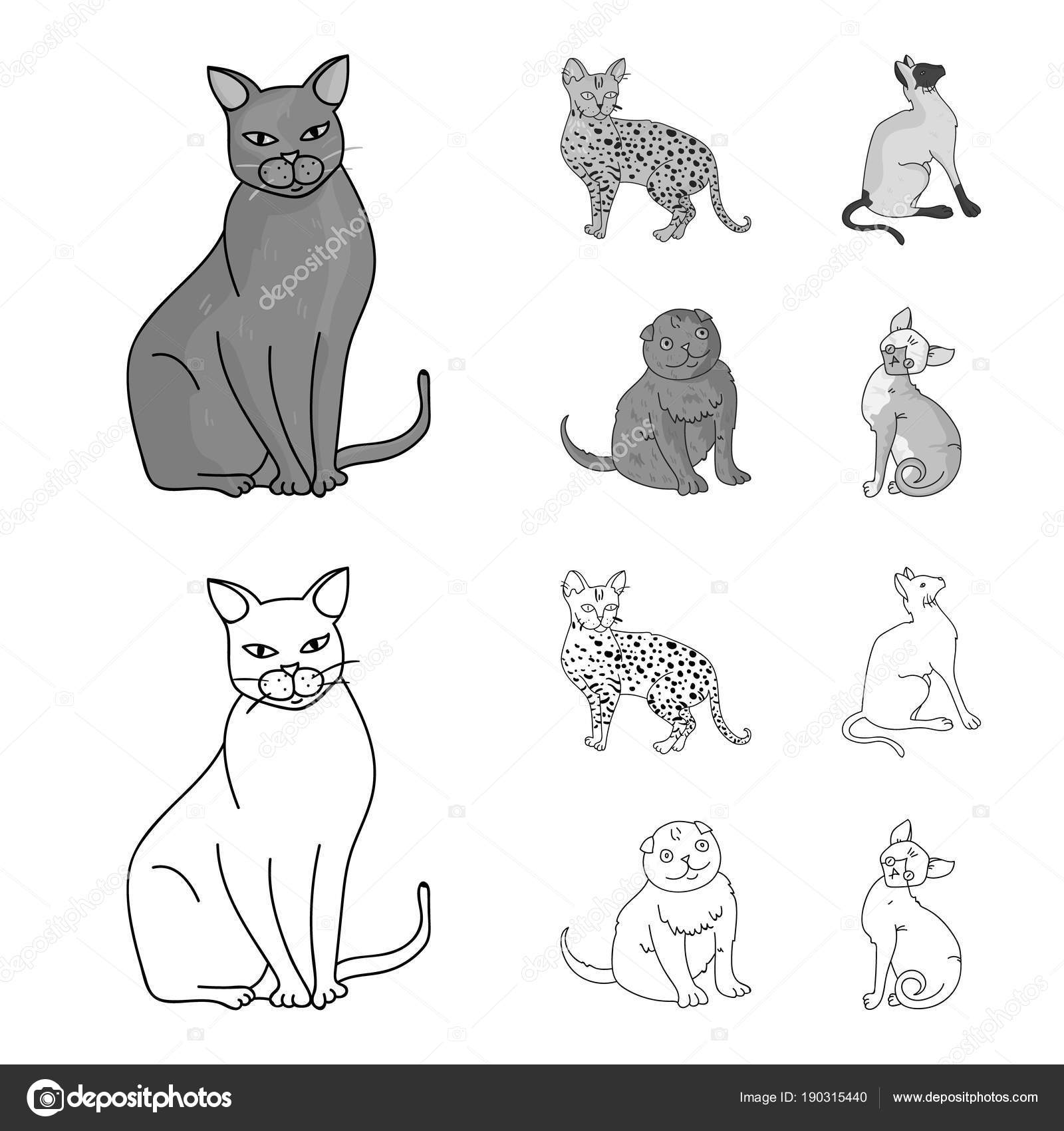 Siamese E Altre Specie Razze Del Gatto Collezione Icone Stabilite