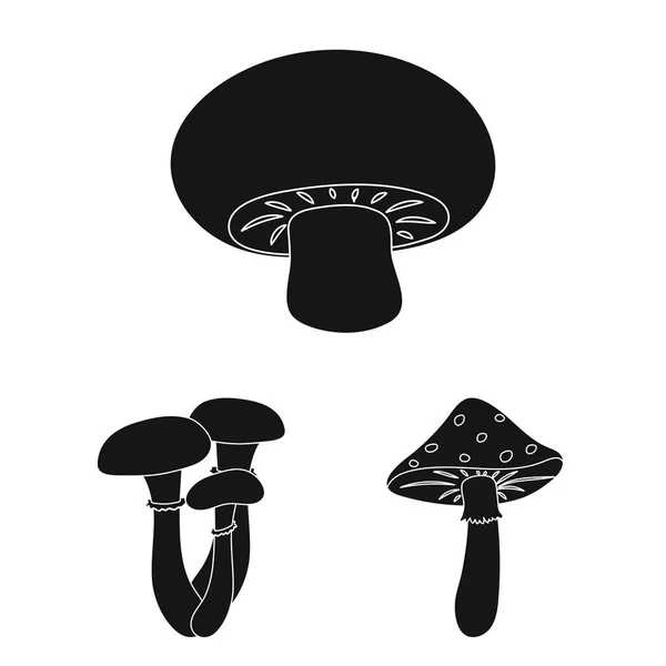 Icônes noires de champignons toxiques et comestibles dans la collection de set pour le design. Différents types de champignons vecteur symbole stock illustration web . — Image vectorielle