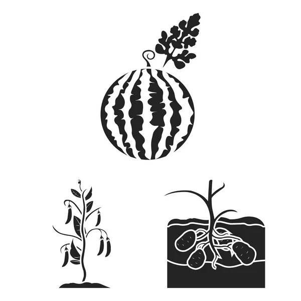 Bitki, sebze siyah simgeler toplama tasarımı için ayarlayın. Bahçe ve hasat sembol stok web illüstrasyon vektör. — Stok Vektör