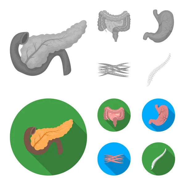 Intestinos, estómago, músculos, columna vertebral. Conjunto de órganos iconos de colección en monocromo, vector de estilo plano símbolo stock ilustración web . — Vector de stock