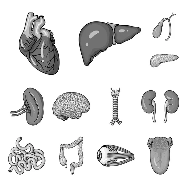 Человеческие органы монохромные иконы в наборе коллекции для дизайна. Анатомия и внутренние органы векторные символы веб-иллюстрации . — стоковый вектор