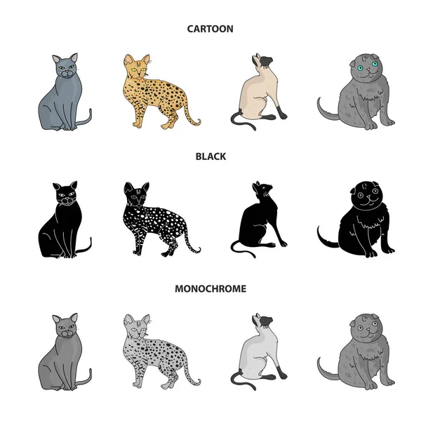 シャムや他の種。猫の品種は、漫画、黒、白黒スタイル ベクトル シンボル ストック イラスト web でコレクションのアイコンを設定します。. — ストックベクタ