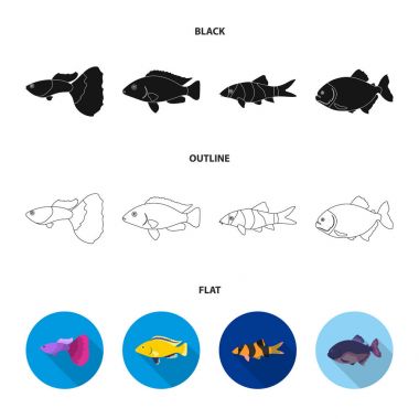 Botia, palyaço, piranha, Çiklit, sinek kuşu, guppy, Balık küme toplama simgeler siyah, düz, anahat stili vektör simge stok çizim web.