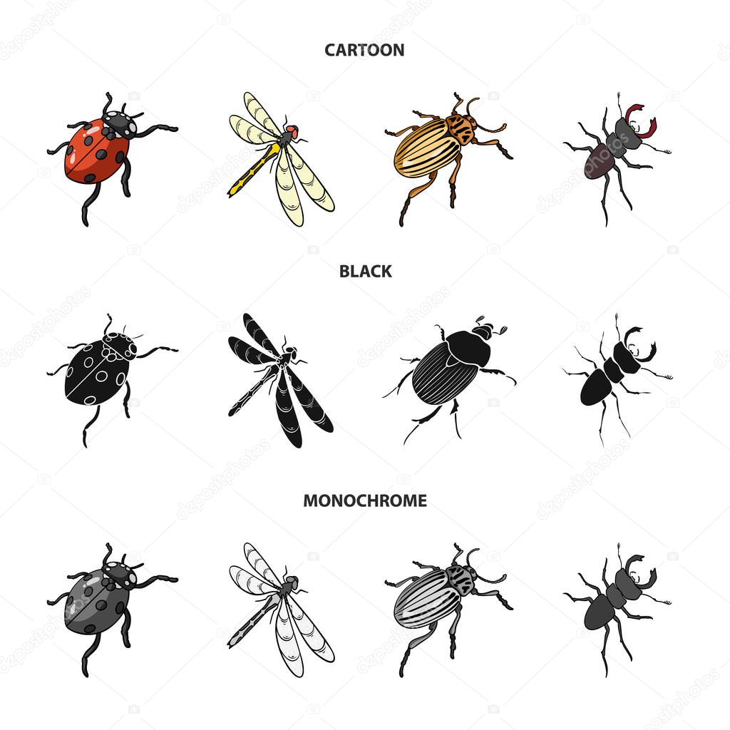 Fotos: animales invertebrados artropodos | Mariquita de artrópodos