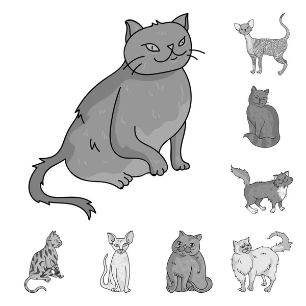 Razas de gatos iconos monocromáticos en colección de conjuntos para el diseño. Mascota gato vector símbolo stock web ilustración . — Archivo Imágenes Vectoriales