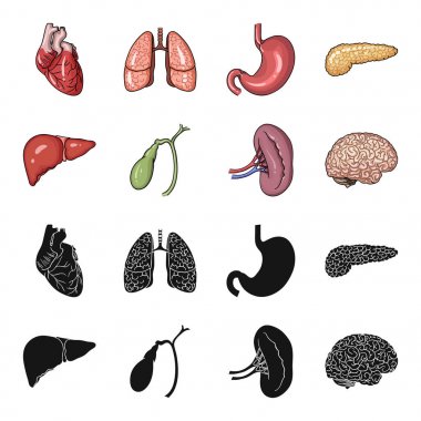 Karaciğer, safra kesesi, böbrek, beyin. İnsan organlarını toplama simgeler siyah, karikatür tarzı vektör simge stok çizim web içinde ayarla..