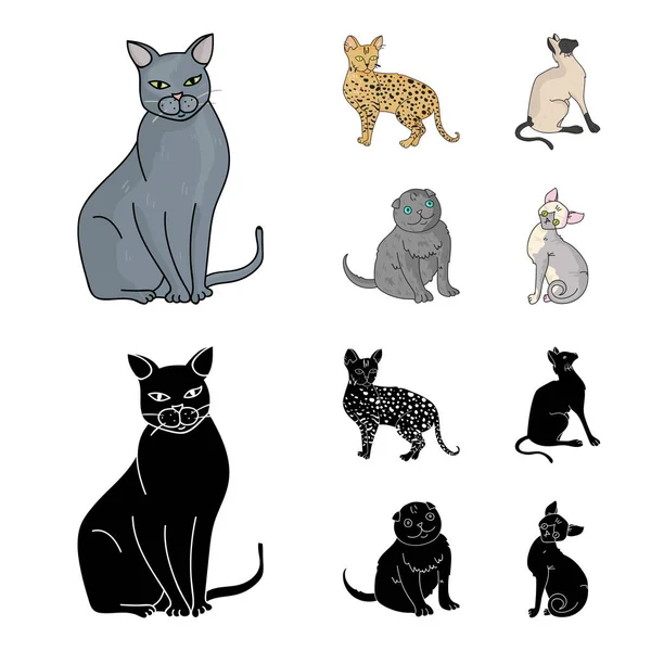 Siamese e altre specie. Razze gatto set icone di raccolta in cartone animato, nero stile vettore simbolo stock illustrazione web . — Vettoriale Stock