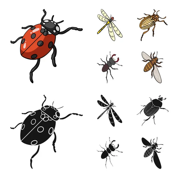 Arthropods Insect ladybird, dragonfly, beetle, Colorado beetle Insects set collection icons in cartoon,black style vector symbol stock isometric illustration web. — Stock Vector