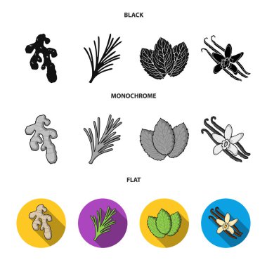 Ginger, biberiye, vanilya, nane. Otlar ve baharatlar toplama simgeler siyah, düz, tek renkli stil vektör simge stok çizim web ayarla.