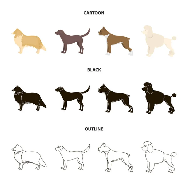 Collie, labrador, boxeador, caniche. Perro razas conjunto colección iconos en dibujos animados, negro, contorno estilo vector símbolo stock ilustración web . — Vector de stock