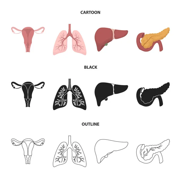 Utérus, poumons, foie, pancréas. Organes fixés icônes de collection en dessin animé, noir, contour style vectoriel symbole illustration web . — Image vectorielle