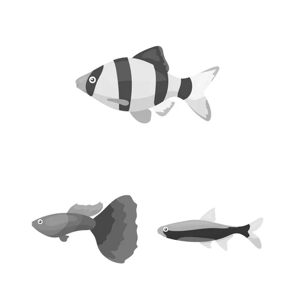 Different types of fish monochrome icons in set collection for design. Marine and aquarium fish vector symbol stock web illustration. — Stock Vector