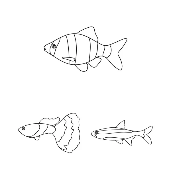 Different types of fish outline icons in set collection for design. Marine and aquarium fish vector symbol stock web illustration. — Stock Vector