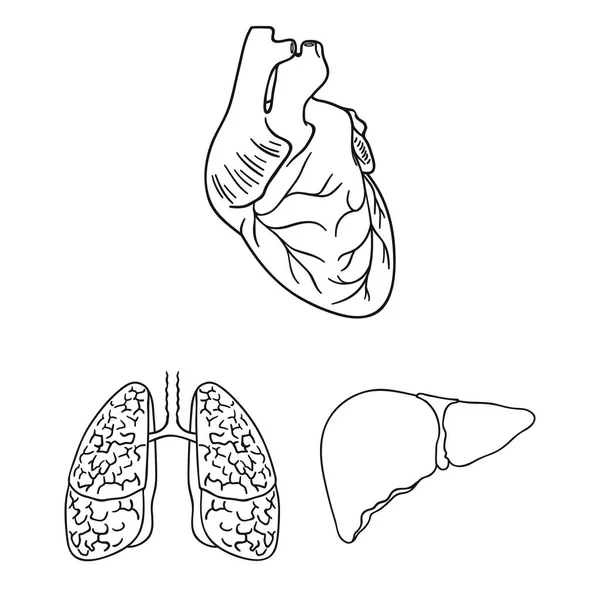 İnsan organlarını set koleksiyonu tasarım için simgeleri anahat. Sembol stok web illüstrasyon vektör anatomi ve iç organlar. — Stok Vektör