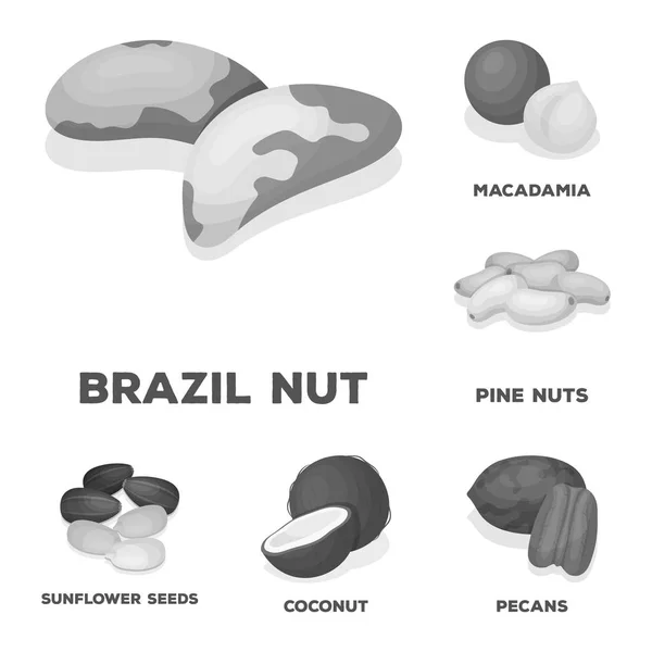 Diferentes tipos de ícones monocromáticos de nozes na coleção de conjuntos para design.Nut Food vector symbol stock web illustration . —  Vetores de Stock