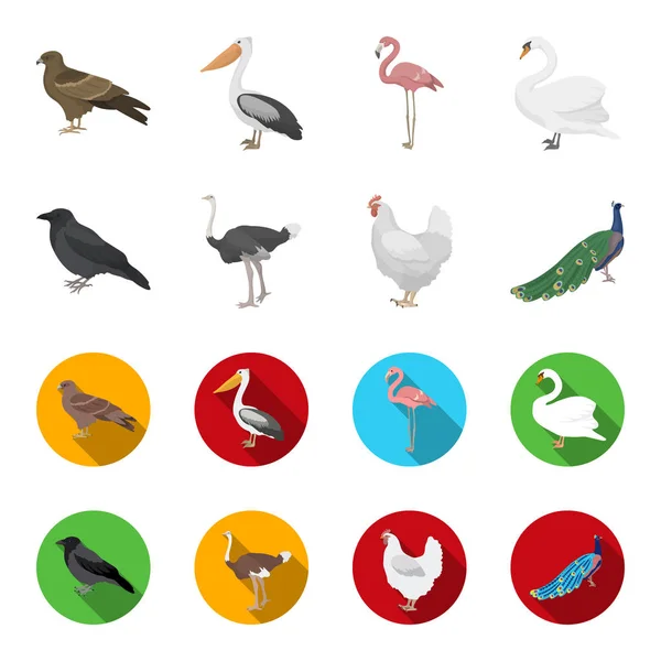 Vrána, pštros, kuře, páv. Ptáci sada kolekce ikon v karikatuře, plochý vektor symbol akcií ilustrace web. — Stockový vektor