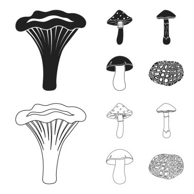 Amanita, porcini, siyah truffle, mantarı. toplama simgeler siyah, anahat stili vektör simge stok çizim web ayarla.