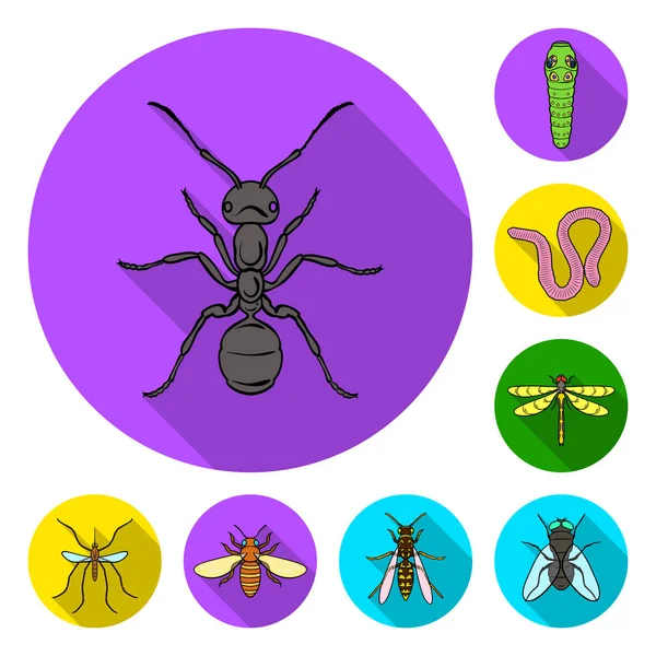 Различные виды насекомых плоские иконки в коллекции наборов для дизайна. Рисунок вектора членистоногих насекомых . — стоковый вектор