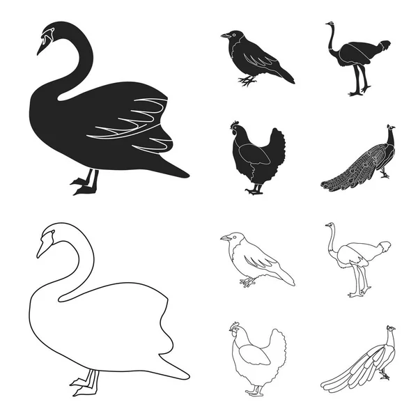 Cuervo, avestruz, pollo, pavo real. Birds set collection icons in black, outline style vector symbol stock illustration web . — Archivo Imágenes Vectoriales