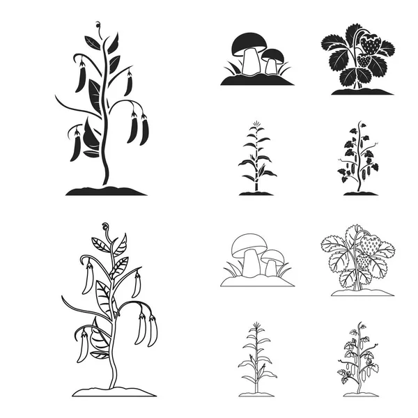 Setas, fresas, maíz, pepino. Iconos de colección conjunto de plantas en negro, contorno estilo vector símbolo stock ilustración web . — Vector de stock